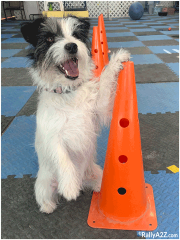 Rally training, Piper - cones