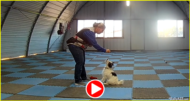 free Rally A2Z training video - Piper Slow Treat