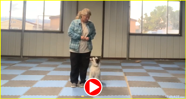 free Rally A2Z training video - Piper, ATC Position